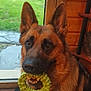 dog, german_shepherd, toy, indoor, tile_floor, glass_door, green_toy, pet, animal, canine, ears, brown_fur, black_fur, looking, sitting, house, wooden_wall, garden, grass, window