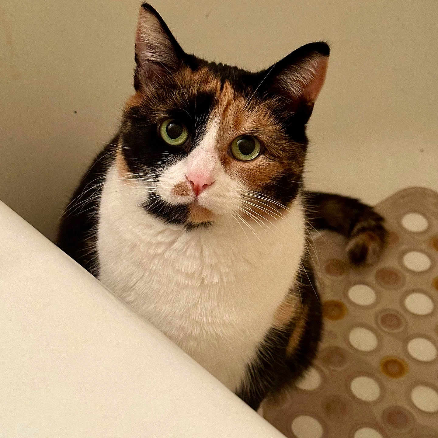Gracie is registered to the contest to win money with this photo: abyssinian, accessories, angora, animal, brasssection, cat, collar, egyptiancat, horn, indoors, kitten, manx, musicalinstrument, pet, siamese, snout