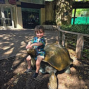 Killian is registered to the contest to win money with this photo: child, statue, tortoise, outdoor, shade, sunlight, building, sign, burger_shack, greenery, leaves, plaque, concrete, happy, shorts, shirt, shoes, person, playing, park
