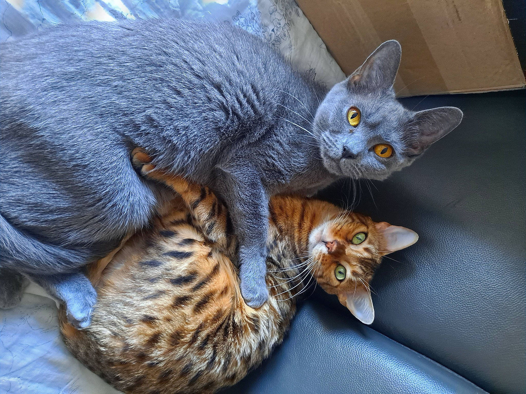 Lyla participe au concours pour gagner de l'argent avec cette photo : carnivore, cat, cat_bed, cat_supply, claw, comfort, domestic_short_haired_cat, fawn, felidae, fur, paw, russian_blue, sitting, small_to_medium_sized_cats, snout, tail, terrestrial_animal, vertebrate, whiskers