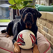 Jake is registered to the contest to win money with this photo: rottweiler, dog, soccer_ball, dog_bed, indoor, plant, cushion, paw, pet, animal, canine, portrait, relaxed, brown, black, fur, furniture, window, home, laying_down