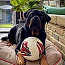 rottweiler, dog, soccer_ball, dog_bed, indoor, plant, cushion, paw, pet, animal, canine, portrait, relaxed, brown, black, fur, furniture, window, home, laying_down