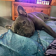 Shadow joined the competition — help win amazing prizes! french_bulldog, dog, pet, resting, sleepy, blanket, blue, bed, furniture, wooden_cabinet, indoor, living_room, canine, ear, paw, foot, relaxed, cozy, closeup, home