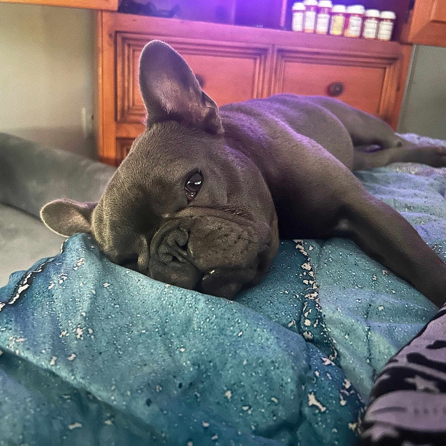 Shadow joined the competition — help win amazing prizes! bed, blanket, blue, canine, closeup, cozy, dog, ear, foot, french_bulldog, furniture, home, indoor, living_room, paw, pet, relaxed, resting, sleepy, wooden_cabinet