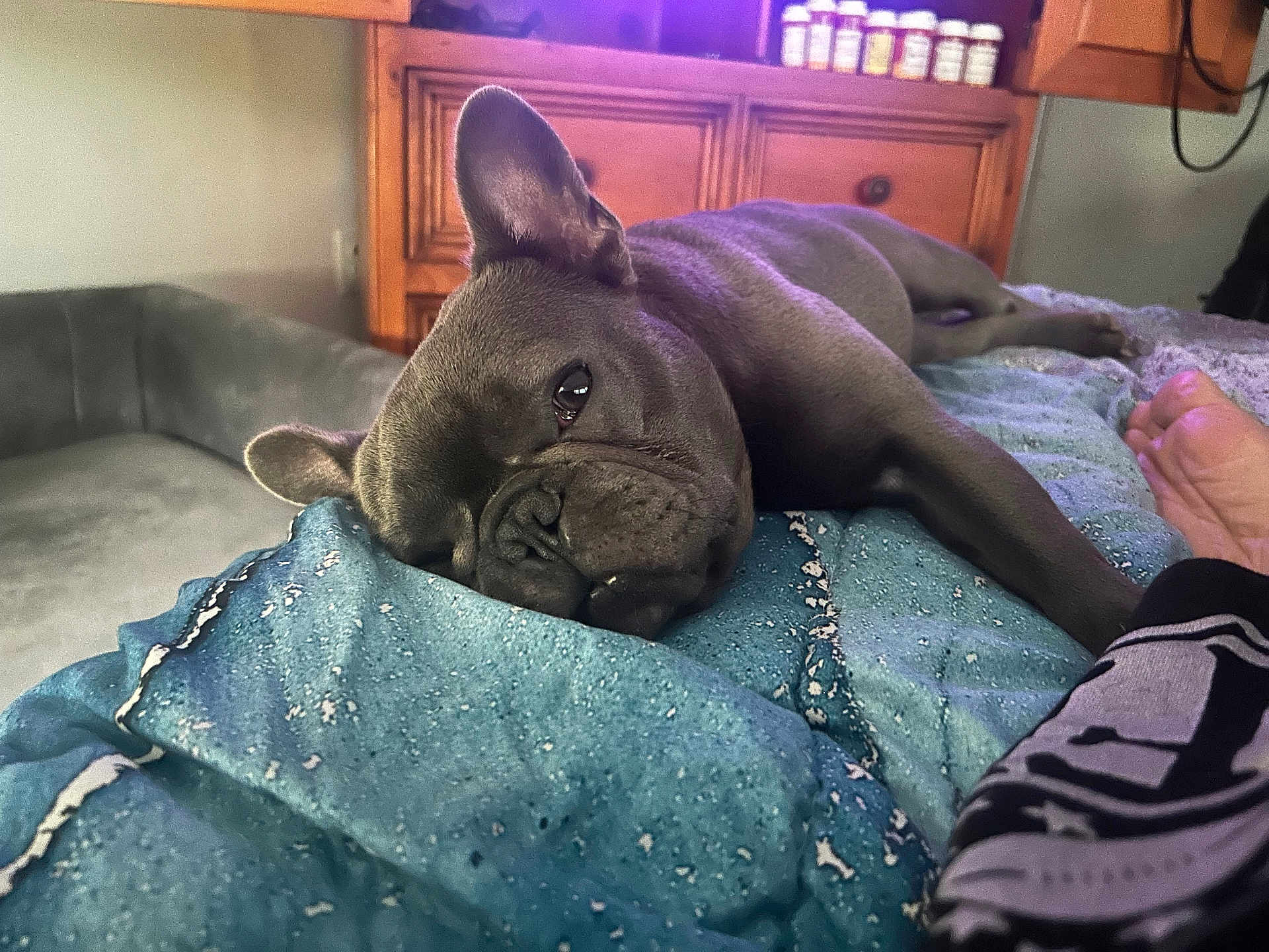 Shadow joined the competition — help win amazing prizes! french_bulldog, dog, pet, resting, sleepy, blanket, blue, bed, furniture, wooden_cabinet, indoor, living_room, canine, ear, paw, foot, relaxed, cozy, closeup, home