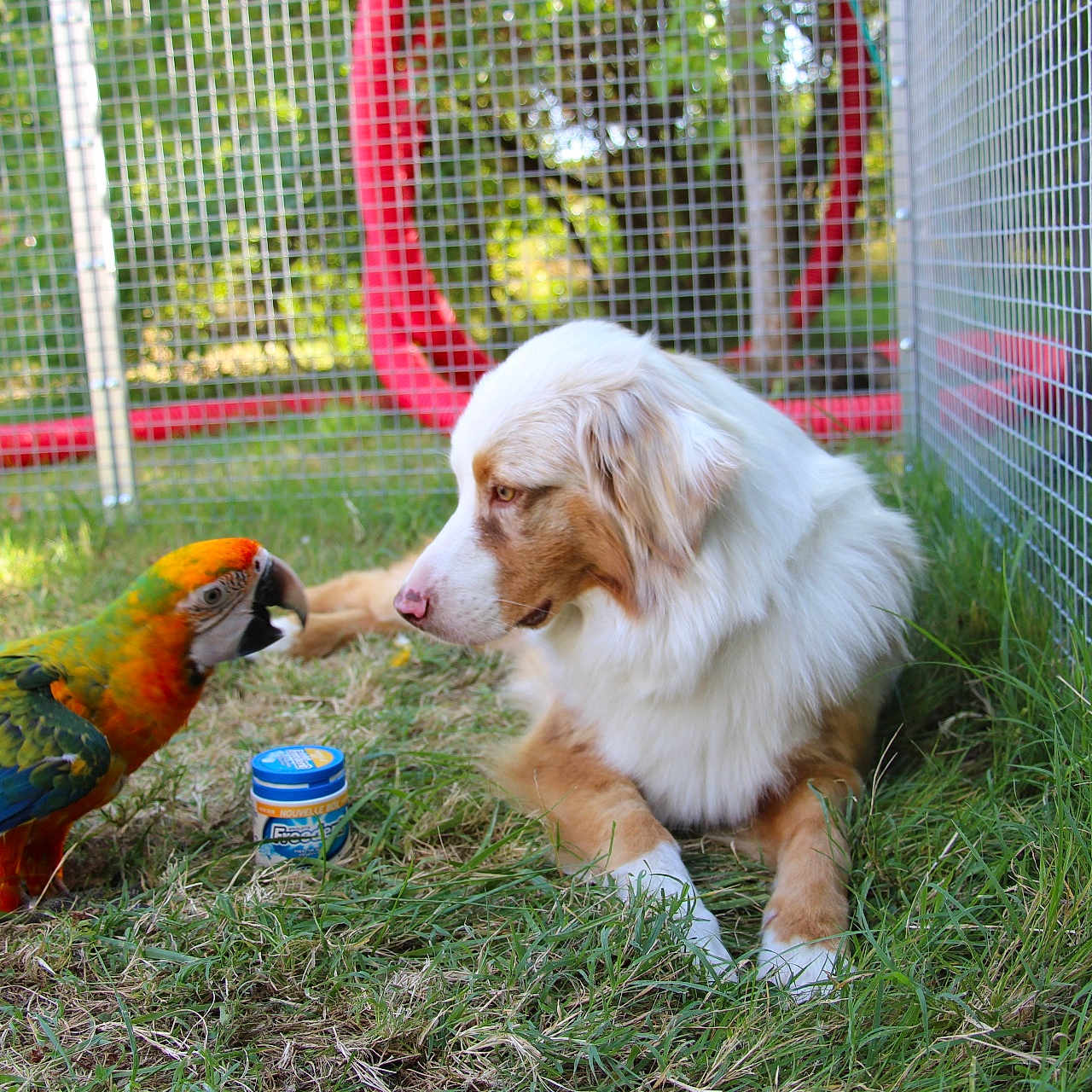 Jah a rejoint le concours — aidez-le/la à gagner de superbes lots ! animal, beak, bird, canine, colorful, container, curious, daylight, dog, enclosure, eyes, feathers, fence, grass, interaction, nature, outdoor, parrot, pet, resting