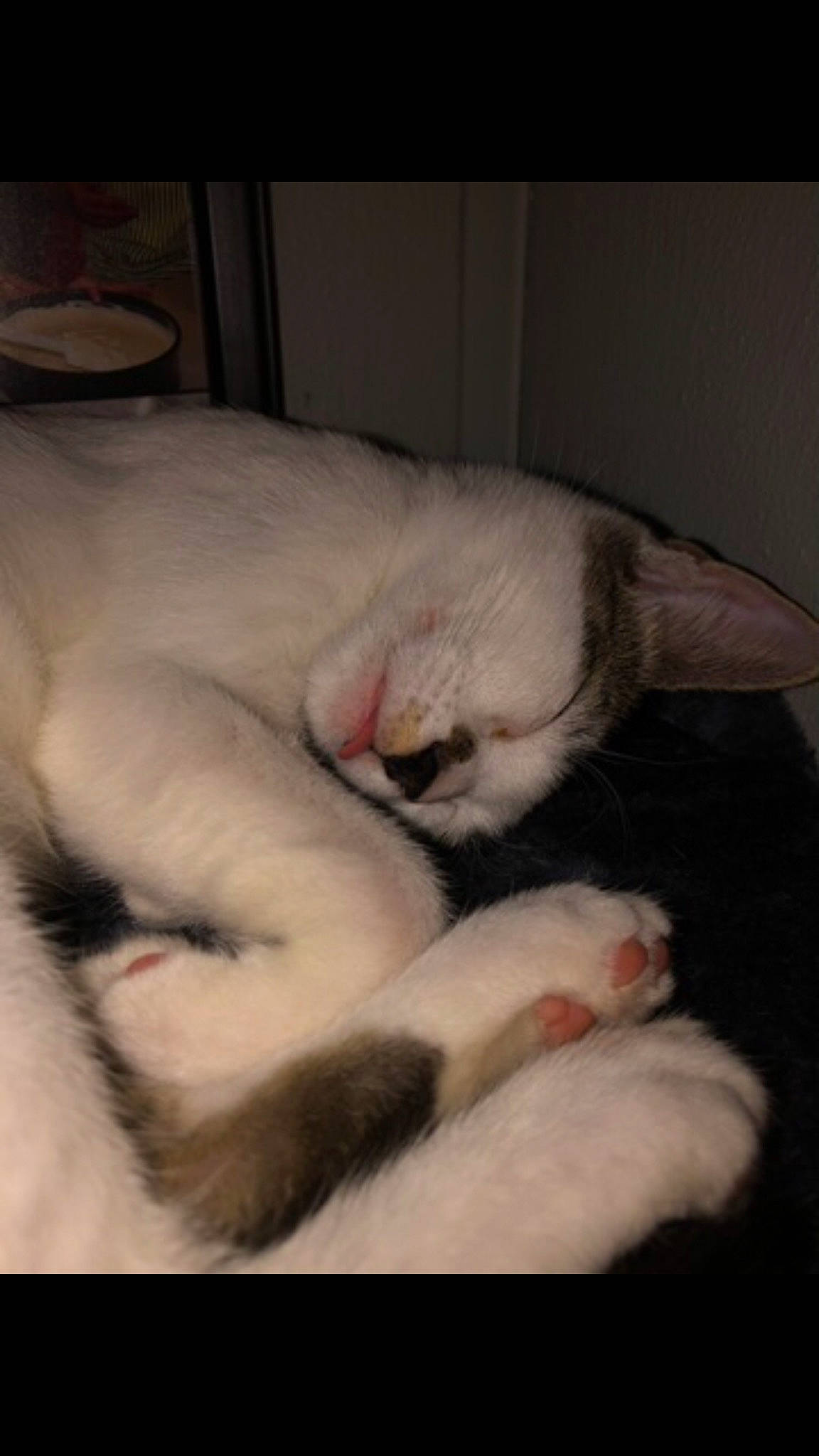 Esmé is registered to the contest to win money with this photo: carnivore, cat, claw, comfort, companion_dog, domestic_short_haired_cat, ear, felidae, flesh, fur, nail, nap, paw, small_to_medium_sized_cats, snout, tail, terrestrial_animal, whiskers