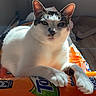 Esmé joined the competition — help win amazing prizes! animal, cat, closeup, comfort, curious, domestic, ears, feline, fur, home, indoor, orange_bag, paws, pet, portrait, relaxed, resting, sunlight, whiskers, window_light