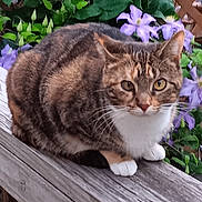 Sookie is registered to the contest to win money with this photo: cat, tabby_cat, pet, animal, white_chest, white_paws, green_eyes, whiskers, ears, fur, striped_fur, sitting, outdoor, deck, wooden_railing, flowers, purple_flowers, garden, foliage, portrait