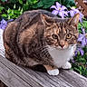 cat, tabby_cat, pet, animal, white_chest, white_paws, green_eyes, whiskers, ears, fur, striped_fur, sitting, outdoor, deck, wooden_railing, flowers, purple_flowers, garden, foliage, portrait
