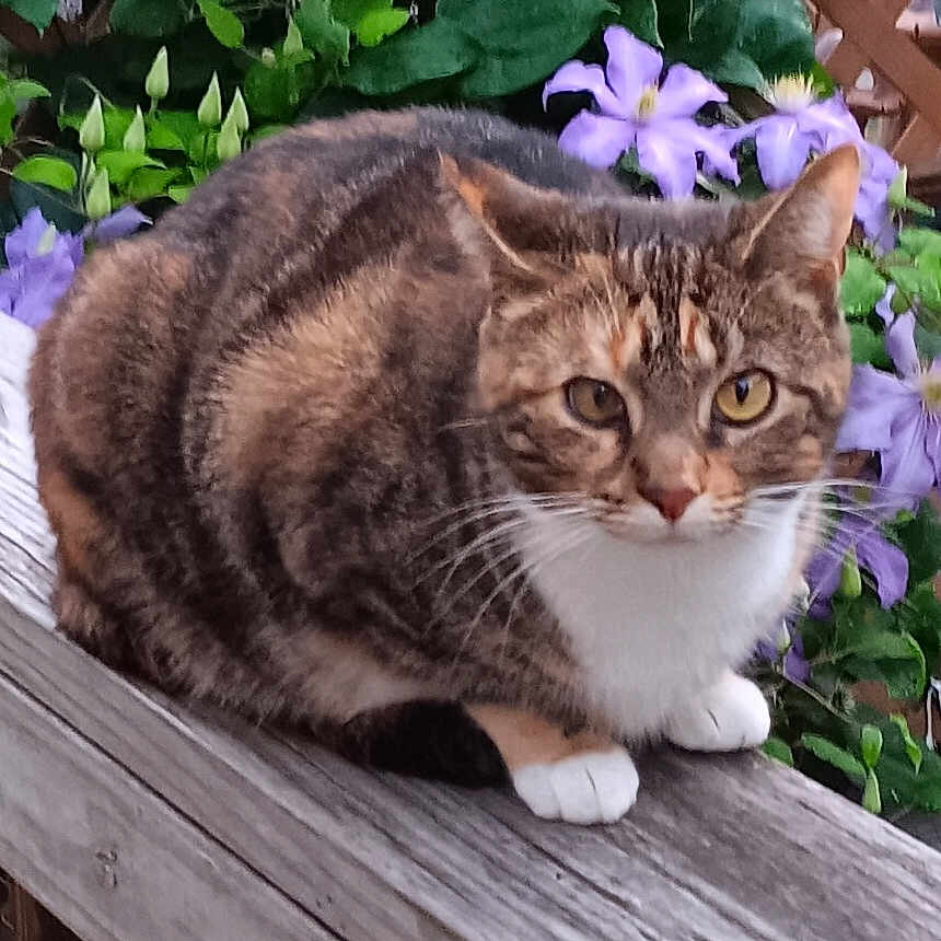 Sookie