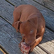 Copper joined the competition — help win amazing prizes! animal, brown_dog, chewing, close_up, crouching, deck, dog, ears, eating, meat, metal_bucket, outdoor, pet, portrait, puppy, short_hair, sunlight, tail, wide_eyes, wooden_deck