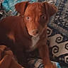 Copper joined the competition — help win amazing prizes! animal, bed, bedding, blanket, brown_dog, canine, casual_photo, cuddly, dog, floppy_ears, front_paws, home, indoors, looking_at_camera, patterned_fabric, pet, portrait, puppy, sitting, white_chest