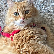 Simba joined the competition — help win amazing prizes! cat, orange_cat, fluffy, pet, animal, fur, green_eyes, harness, indoor, carpet, closeup, cute, relaxed, whiskers, mammal, domestic, portrait, feline, soft, curly_fur