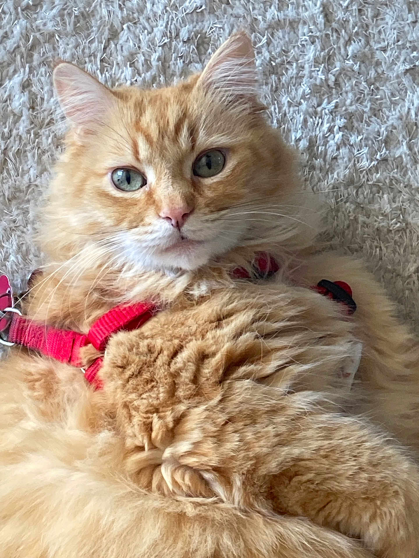 Simba
