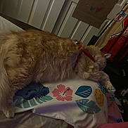 Simba joined the competition — help win amazing prizes! animal, bedroom, cat, collar, cozy, feline, fluffy, hibiscus_flower, indoor, leaf_pattern, orange_cat, pet, pillow, pineapple, quiet, relaxed, resting, sleeping, soft_lighting, tropical_print