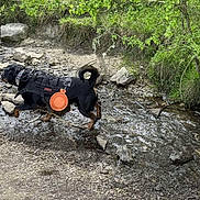 Fluffy joined the competition — help win amazing prizes! dog, black_dog, harness, water, creek, rocks, nature, outdoor, greenery, grass, stream, walking, pet, animal, canine, collapsible_bowl, adventure, forest, trail, daylight