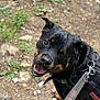 Fluffy is registered to the contest to win money with this photo: dog, rottweiler, pet, leash, harness, outdoor, smiling, happy, canine, animal, nature, grass, dirt, path, closeup, black, brown, ears, tongue, eyes