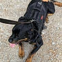 Fluffy is registered to the contest to win money with this photo: dog, rottweiler, black_dog, orange_hat, harness, leash, tongue_out, outdoor, gravel, pet, canine, animal, resting, lying_down, close_up, muzzle, paw, walking, summer, daytime