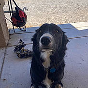 Bella is registered to the contest to win money with this photo: dog, black_and_white, pet, porch, concrete, rope_toy, bag, gate, yard, gravel, greenery, garden_ornament, outdoor, sunny, animal, sitting, looking_up, collar, tag, domestic