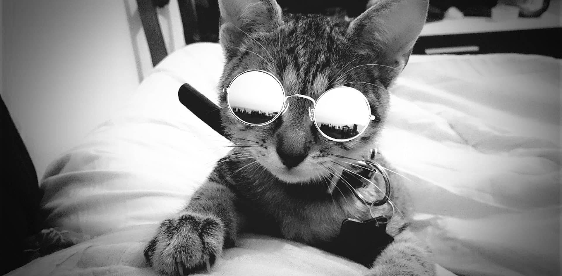 Neige participe au concours pour gagner de l'argent avec cette photo : asian, black_and_white, carnivore, cat, close_up, domestic_short_haired_cat, eye, eyewear, felidae, fur, glasses, mammal, monochrome, nose, paw, photography, small_to_medium_sized_cats, snout, tabby_cat, whiskers