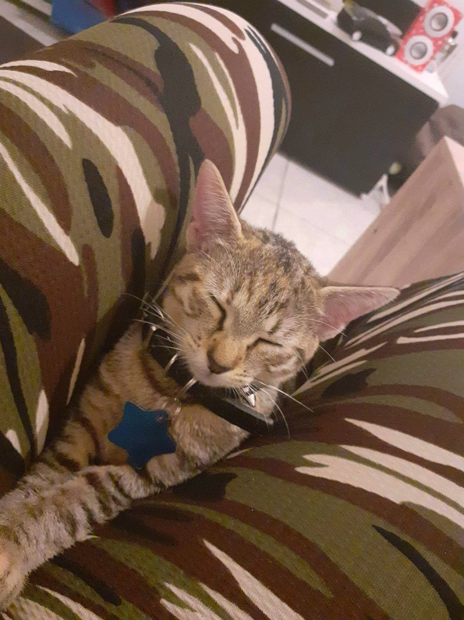 Neige a rejoint le concours — aidez-le/la à gagner de superbes lots ! american_shorthair, asian, bed_sheet, california_spangled, carnivore, cat, domestic_short_haired_cat, dragon_li, european_shorthair, felidae, kitten, nap, ocicat, pixie_bob, sleep, small_to_medium_sized_cats, tabby_cat, whiskers