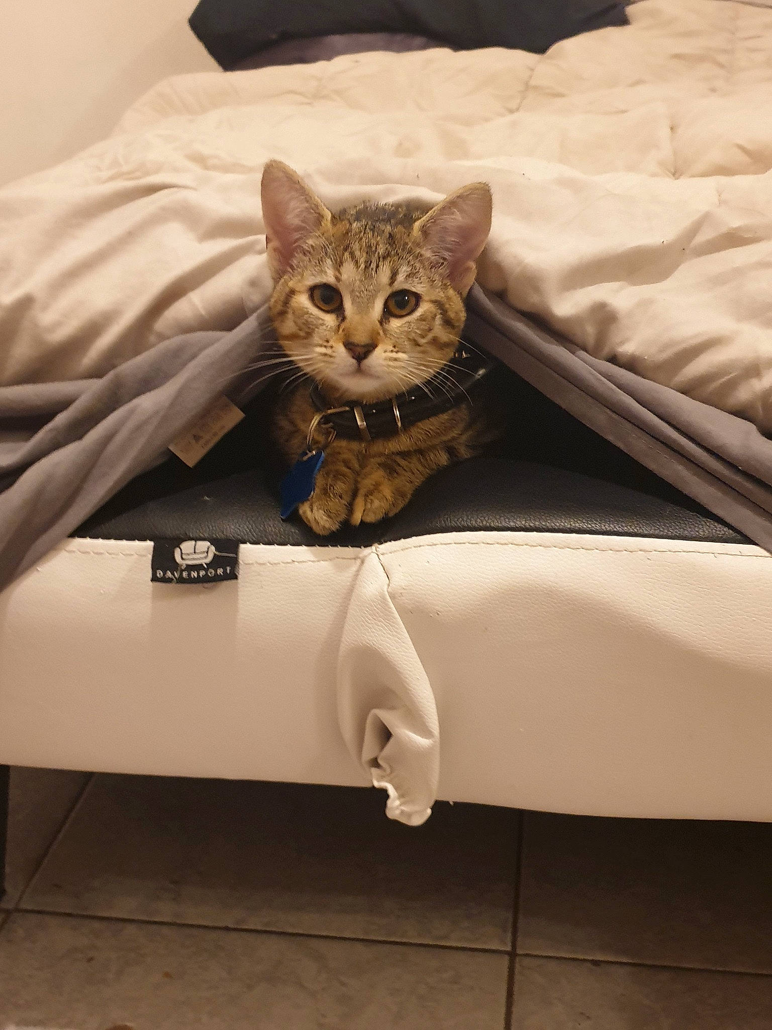 Neige participe au concours pour gagner de l'argent avec cette photo : american_shorthair, asian, bed, bed_sheet, beige, bengal, carnivore, cat, comfort, domestic_short_haired_cat, european_shorthair, felidae, fur, furniture, kitten, linens, small_to_medium_sized_cats, tabby_cat, table, whiskers