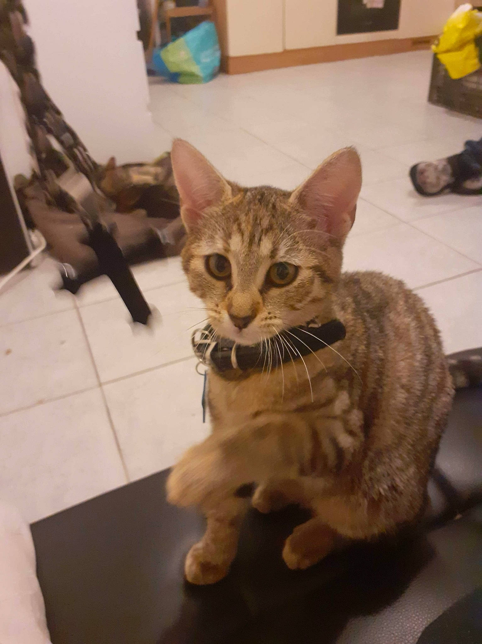 Neige participe au concours pour gagner de l'argent avec cette photo : american_shorthair, arabian_mau, asian, bengal, carnivore, cat, domestic_short_haired_cat, dragon_li, egyptian_mau, european_shorthair, felidae, german_rex, kitten, mammal, ocicat, oriental_shorthair, savannah, small_to_medium_sized_cats, tabby_cat, whiskers