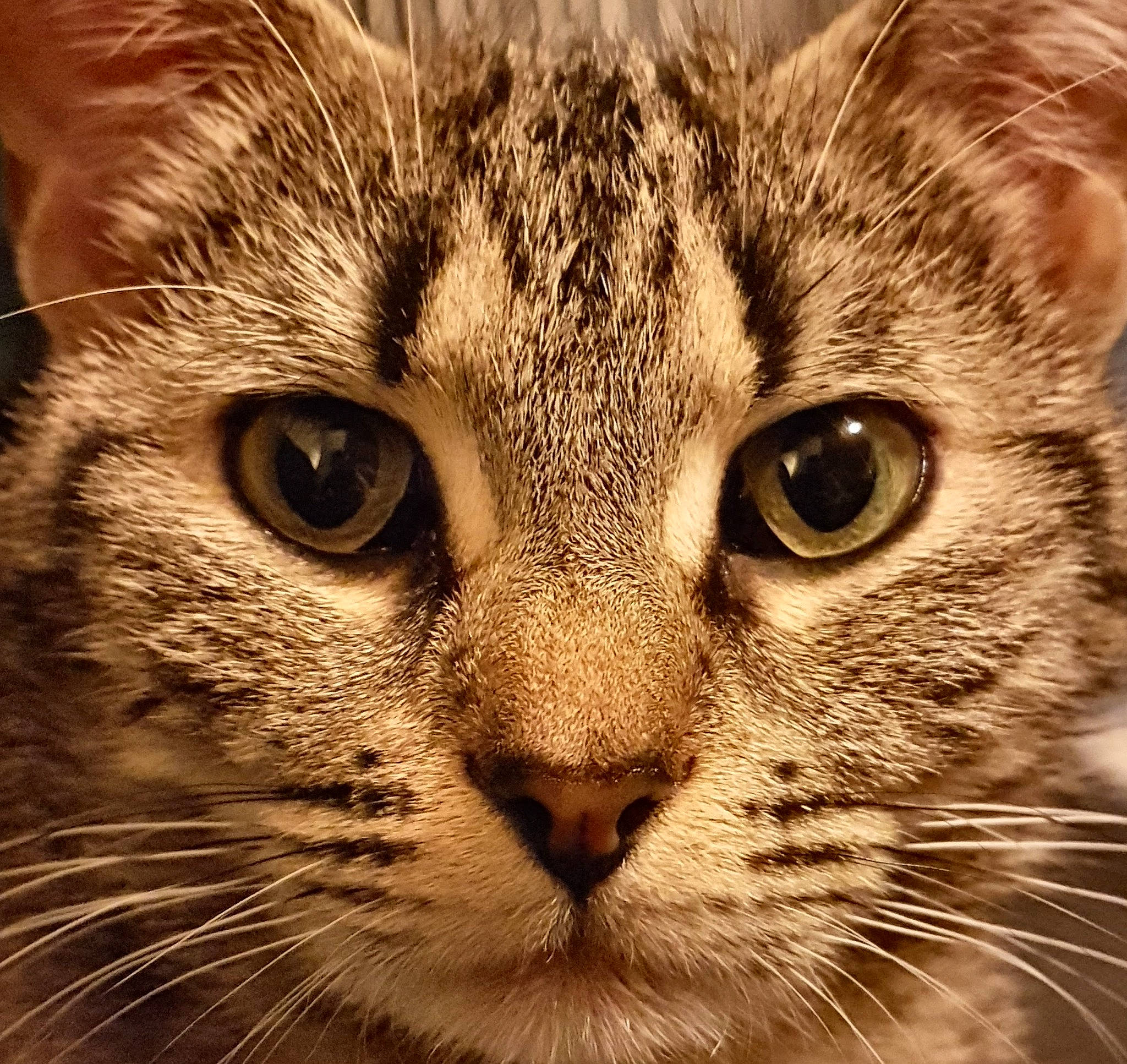 Rubis participe au concours pour gagner de l'argent avec cette photo : aegean_cat, american_wirehair, asian, australian_mist, carnivore, cat, close_up, domestic_short_haired_cat, dragon_li, european_shorthair, eye, felidae, fur, mammal, nose, small_to_medium_sized_cats, snout, tabby_cat, vertebrate, whiskers