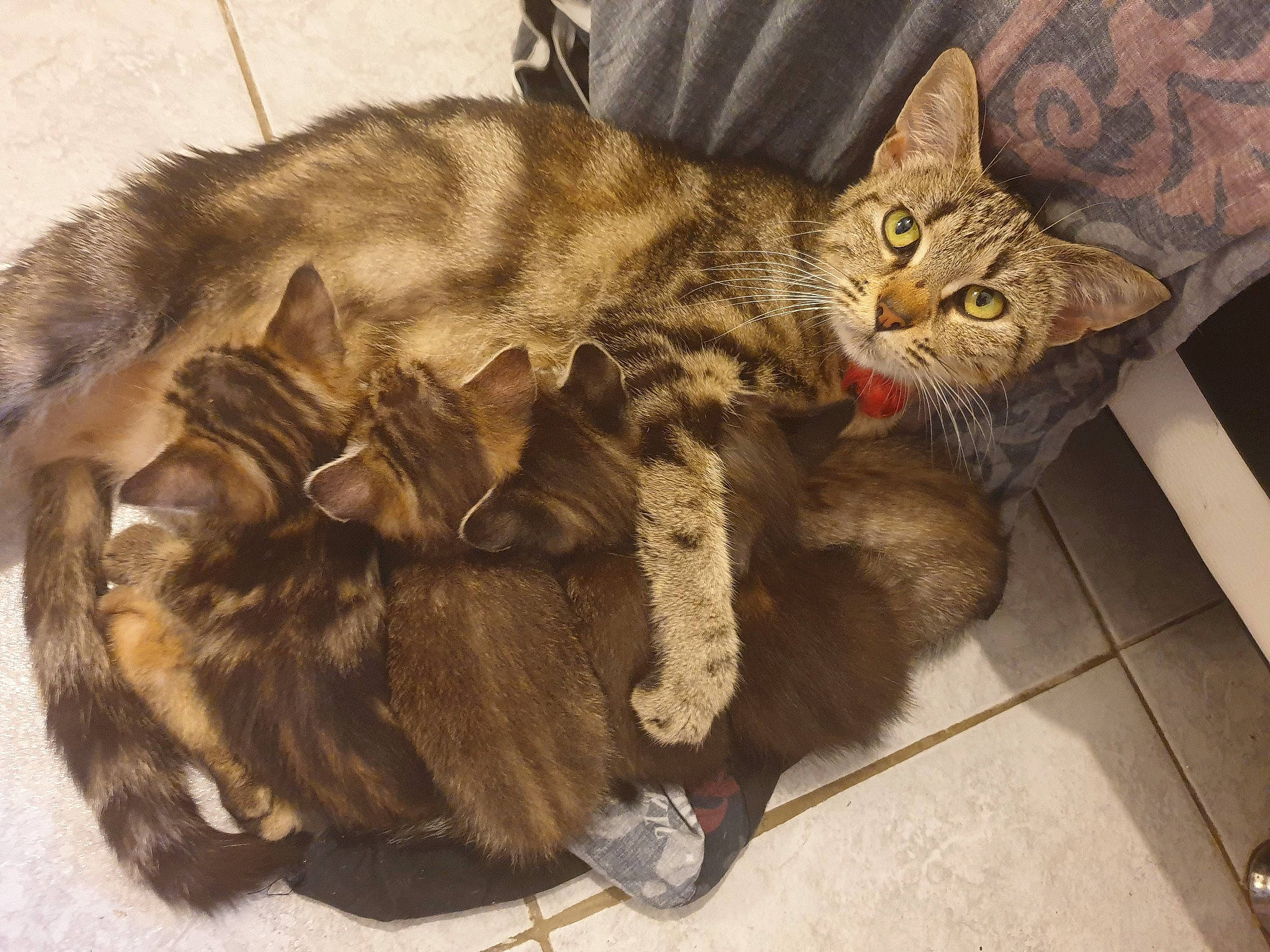 Rubis participe au concours pour gagner de l'argent avec cette photo : asian, carnivore, cat, claw, domestic_long_haired_cat, domestic_short_haired_cat, dragon_li, european_shorthair, felidae, fur, german_rex, kitten, mammal, oriental_longhair, pixie_bob, small_to_medium_sized_cats, sokoke, tabby_cat, whiskers, wild_cat