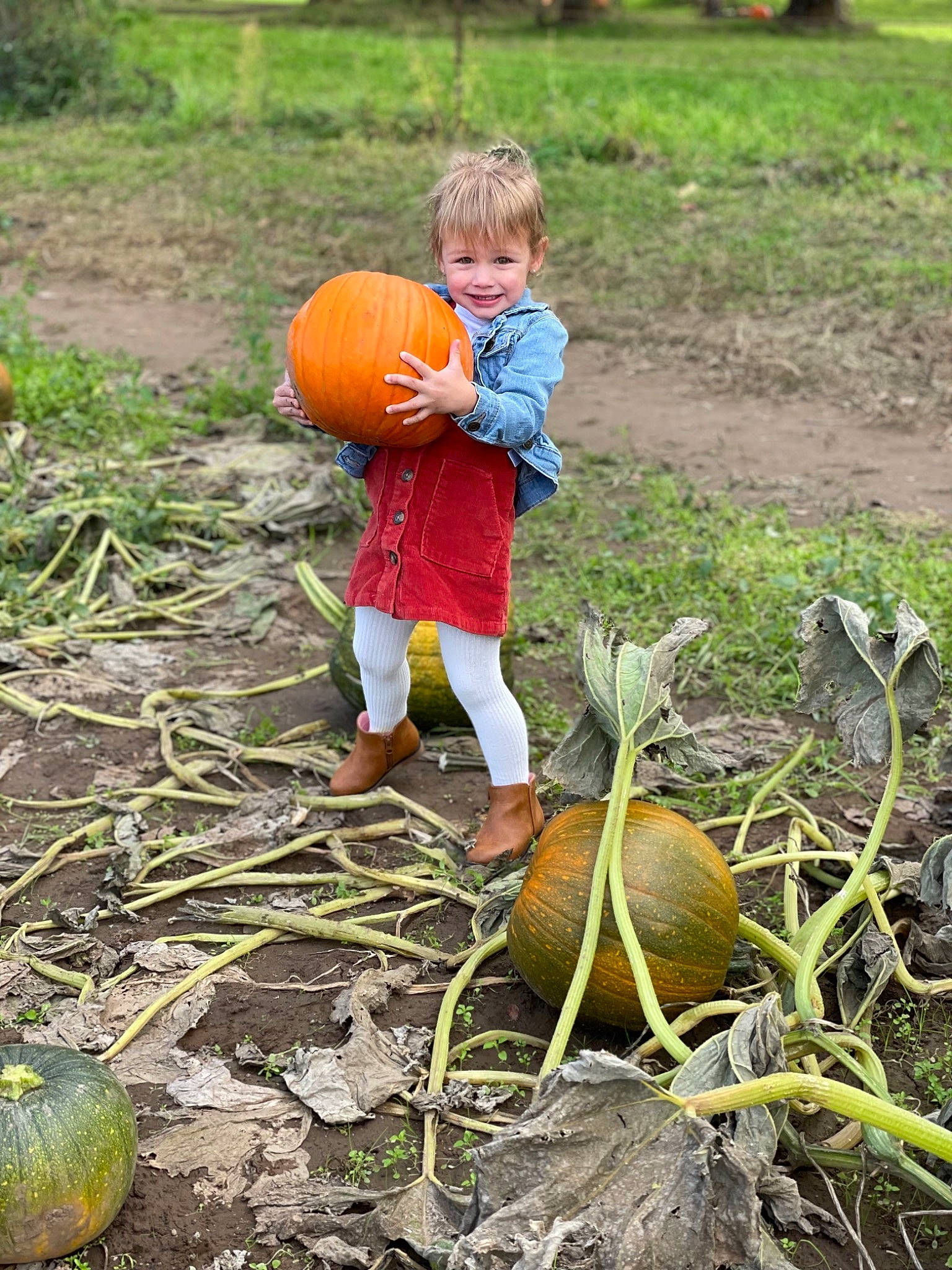 Sophia is registered to the contest to win money with this photo: adaptation, botany, calabaza, cucurbita, food, gourd, grass, green, head, joy, local_food, natural_foods, people_in_nature, person, plant, produce, pumpkin, squash, terrestrial_plant, toddler