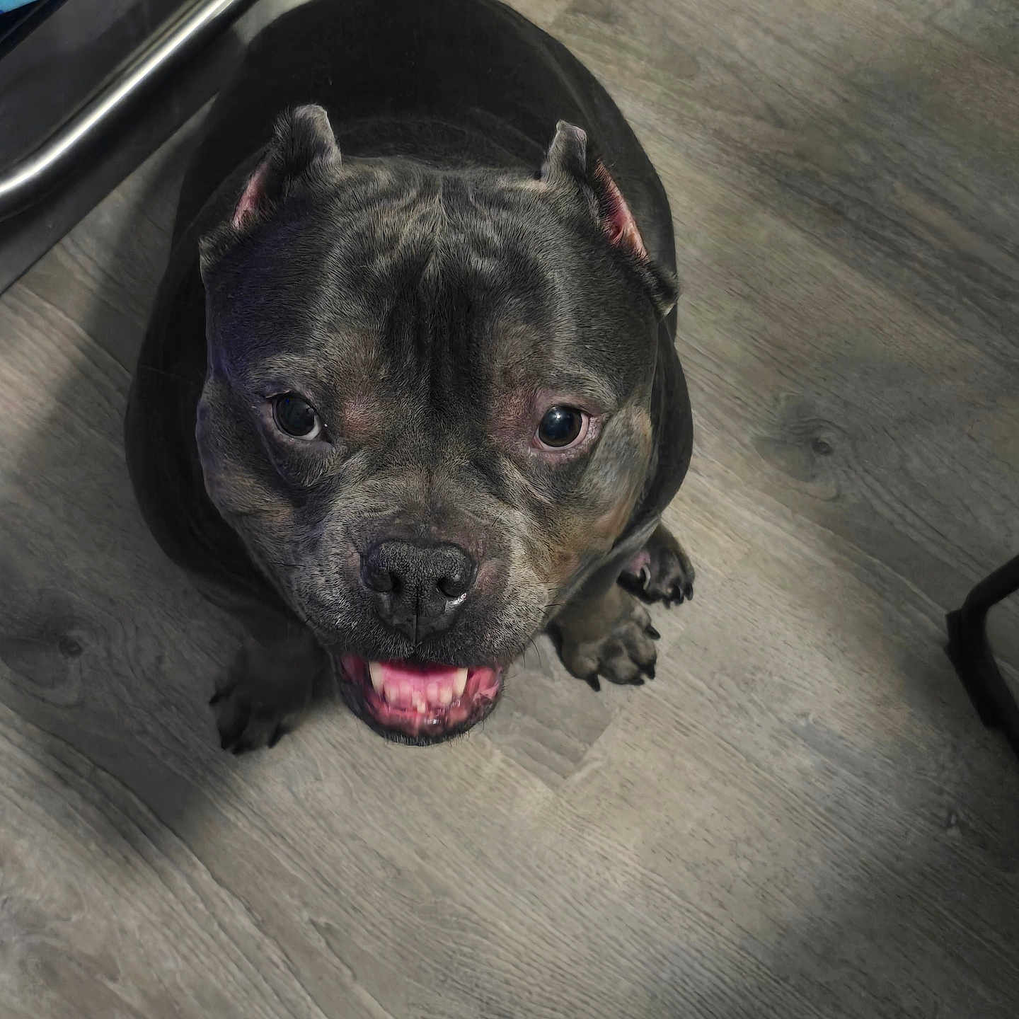 Stunamy joined the competition — help win amazing prizes! animal, canine, close_up, companion, cute, dog, domestic_animal, ears, floor, friendly, fur, happy, indoor, looking_up, paws, pet, portrait, smiling, snout, wooden_floor