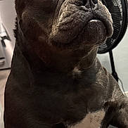 Stunamy is registered to the contest to win money with this photo: animal, brown_fur, close_up, companion, curious, cute, dog, domestic, expression, fan, home, indoor, living_room, magnets, pet, photos, portrait, refrigerator, white_patch, wide_eyes