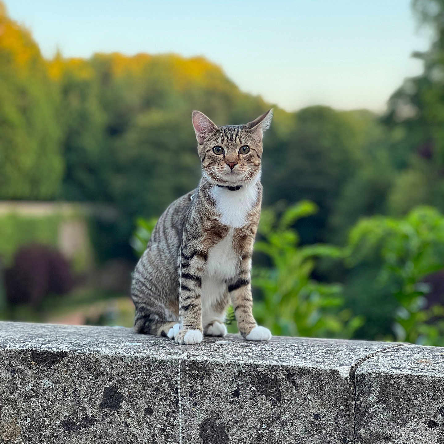 Jelkaï participe au concours pour gagner de l'argent avec cette photo : abyssinian, angora, animal, architecture, building, cat, egyptiancat, grass, handrail, kitten, manx, ocelot, pet, plant, railing, rock, slate, tree, wall