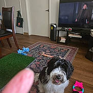 Joy joined the competition — help win amazing prizes! dog, indoor, rug, wooden_floor, toys, finger, television, chair, door, slipper, table, book, pet, furniture, living_room, smiling_dog, black_and_white, carpet, decor, human_figure_on_tv