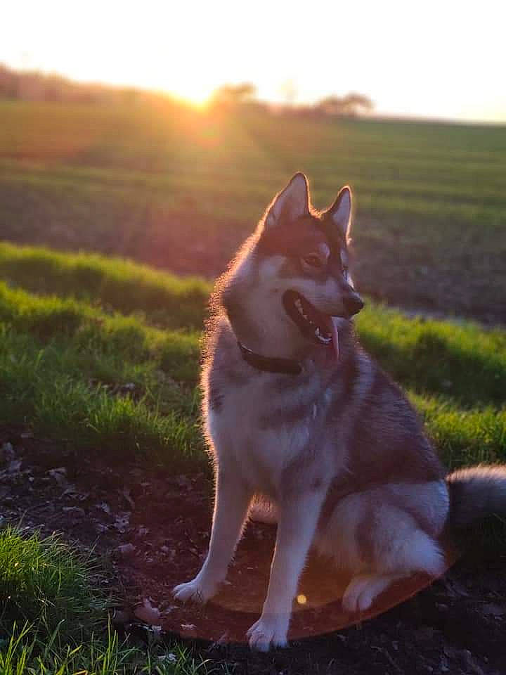 Freya participe au concours pour gagner de l'argent avec cette photo : backlighting, carnivore, companion_dog, dog, dog_breed, evening, fawn, grass, happy, landscape, lens_flare, people_in_nature, plant, sky, snout, sporting_group, sunlight, sunset, tail, tree