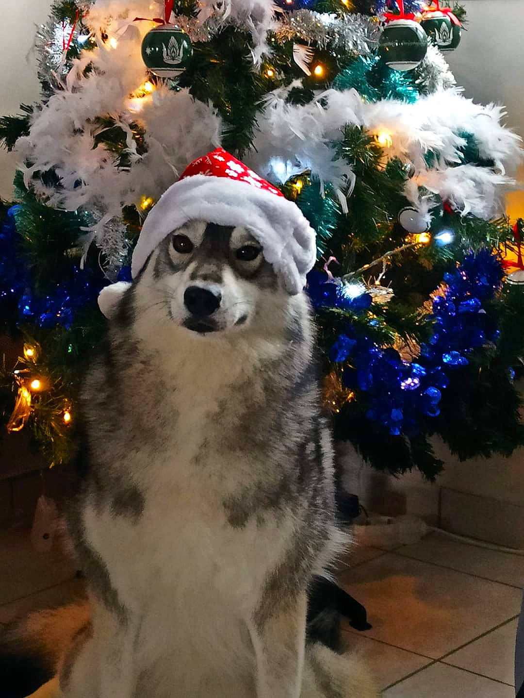 Freya a rejoint le concours — aidez-le/la à gagner de superbes lots ! carnivore, christmas, christmas_decoration, christmas_ornament, christmas_tree, companion_dog, conifer, dog, dog_breed, event, eyewear, fawn, fur, holiday, holiday_ornament, light, ornament, plant, tree, winter