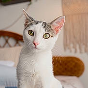 Ghost joined the competition — help win amazing prizes! animal, bedroom, cat, close_up, cozy, curious, cute, decor, domestic_cat, ears, feline, fur, green_eyes, indoor, macrame, pet, portrait, whiskers, white_cat, young_cat