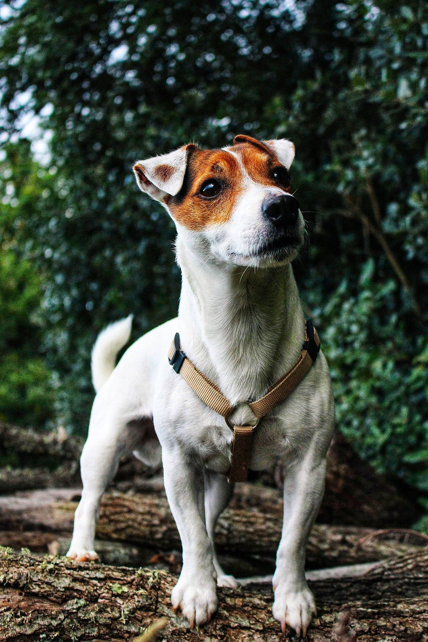 Geko participe au concours pour gagner de l'argent avec cette photo : canidae, carnivore, companion_dog, danish_swedish_farmdog, dog, dog_breed, feist, irishjacks, jack_russell_terrier, mammal, miniature_fox_terrier, parson_russell_terrier, plummer_terrier, russell_terrier, snout, sporting_group, teddy_roosevelt_terrier, tenterfield_terrier, treeing_feist, vertebrate