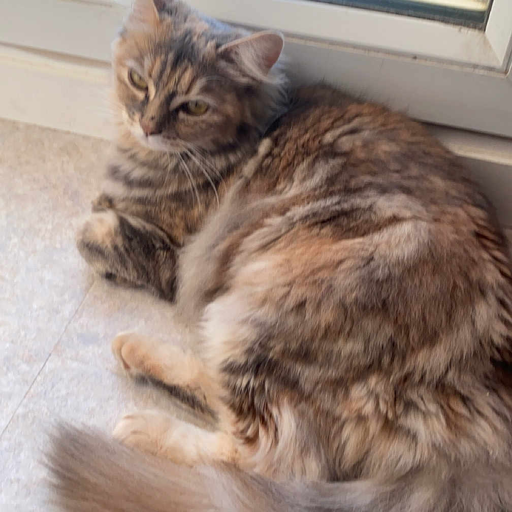 Chanel a rejoint le concours — aidez-le/la à gagner de superbes lots ! abyssinian, angora, animal, brasssection, cat, curtain, door, hardwood, homedecor, horn, indoors, kitten, manx, person, pet, sleeping, window, windowshade, windowsill, wood