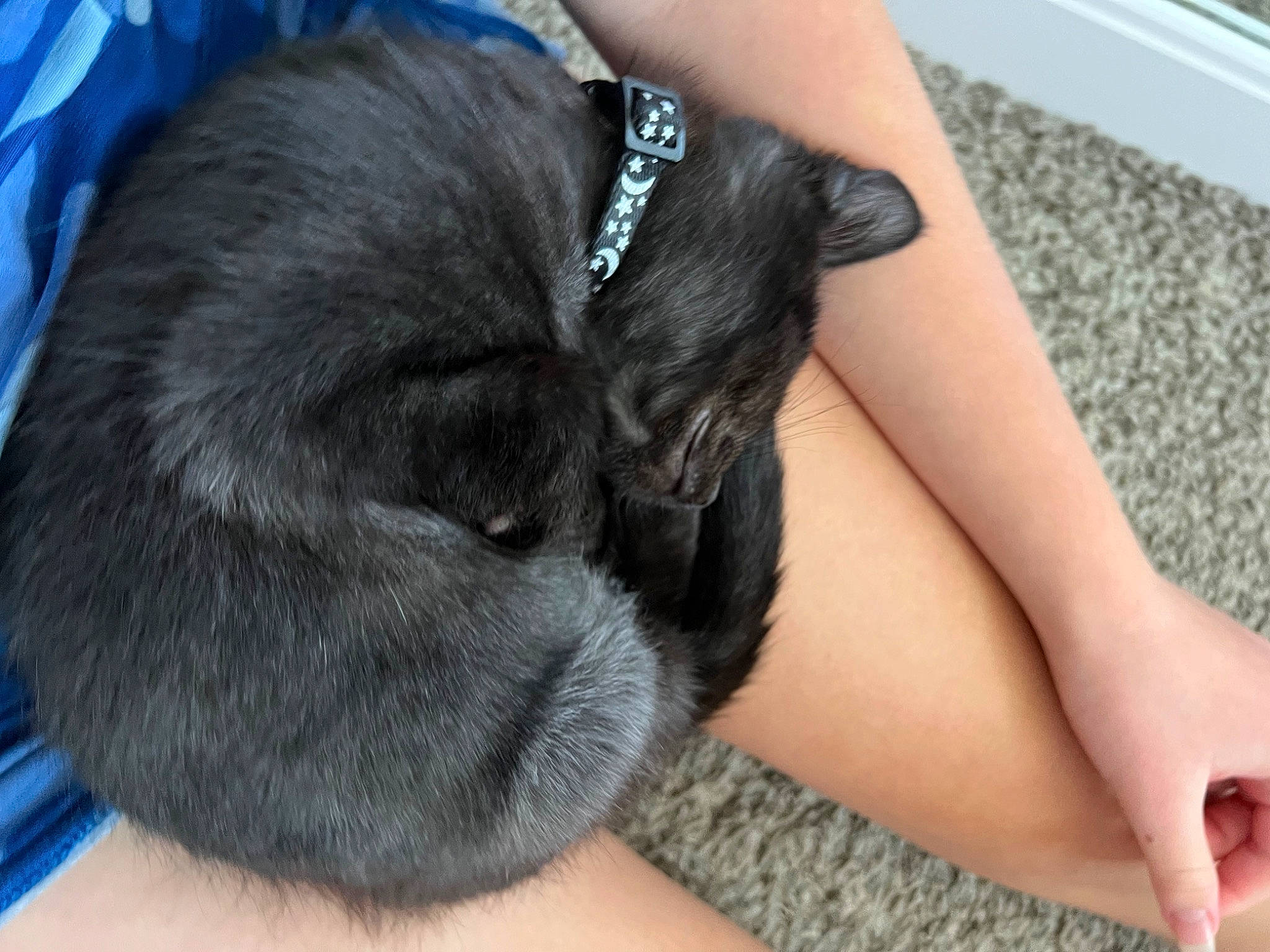 Helios joined the competition — help win amazing prizes! blue, carnivore, comfort, companion_dog, dog, dog_breed, ear, elbow, eye, fawn, felidae, finger, gesture, human_body, human_leg, long_hair, small_to_medium_sized_cats, snout, thigh, whiskers