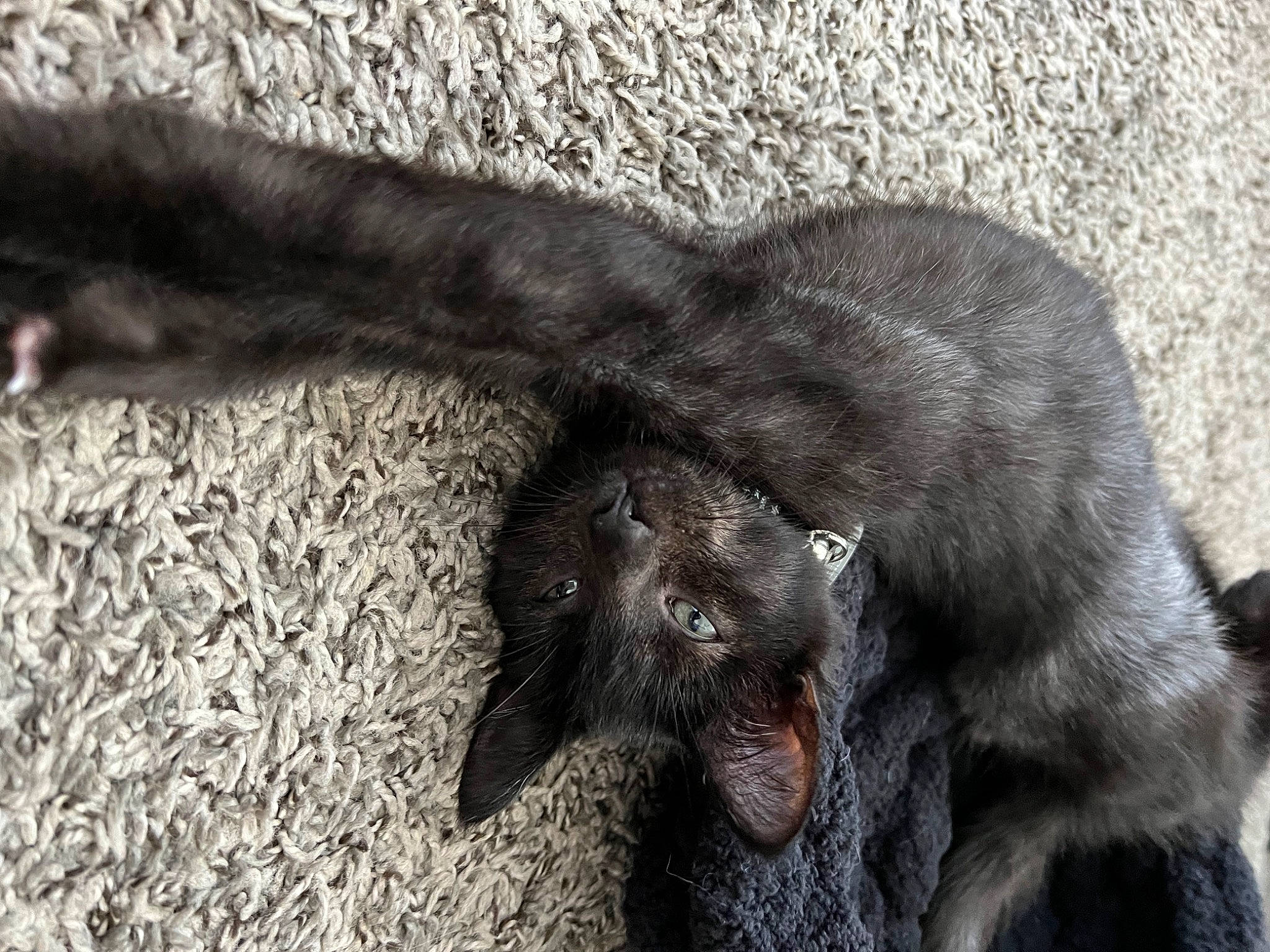 Helios joined the competition — help win amazing prizes! black_cat, bombay, canidae, carnivore, cat, claw, dog_breed, domestic_short_haired_cat, felidae, fur, gesture, liver, paw, small_to_medium_sized_cats, snout, sporting_group, tail, terrestrial_animal, whiskers, working_animal