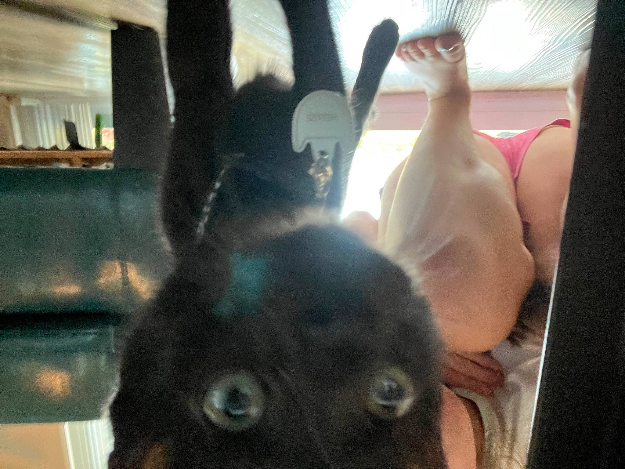 Helios is registered to the contest to win money with this photo: automotive_window_part, car_seat, companion_dog, dog_breed, ear, felidae, fun, fur, gesture, head_restraint, human_leg, nail, passenger, selfie, small_to_medium_sized_cats, snout, thumb, toy_dog, vehicle_door, whiskers