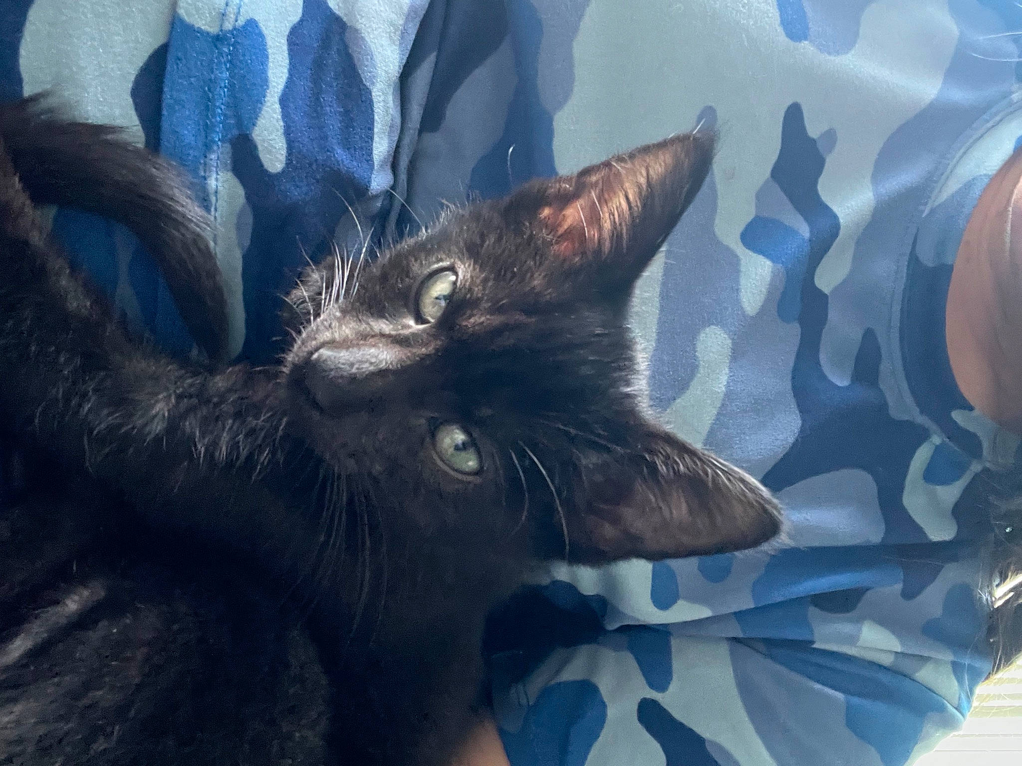 Helios is registered to the contest to win money with this photo: art, black_cat, carnivore, cat, claw, domestic_short_haired_cat, electric_blue, felidae, fur, pattern, paw, plant, sky, small_to_medium_sized_cats, snout, tail, terrestrial_animal, tree, whiskers, wildlife