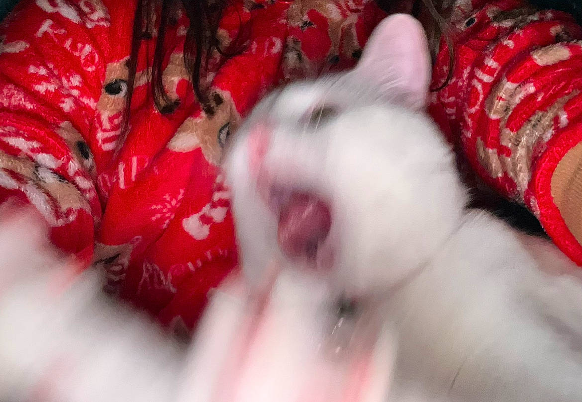 Luna is registered to the contest to win money with this photo: carmine, carnivore, cat, domestic_short_haired_cat, fang, felidae, flesh, fur, magenta, pattern, paw, petal, small_to_medium_sized_cats, whiskers, wool