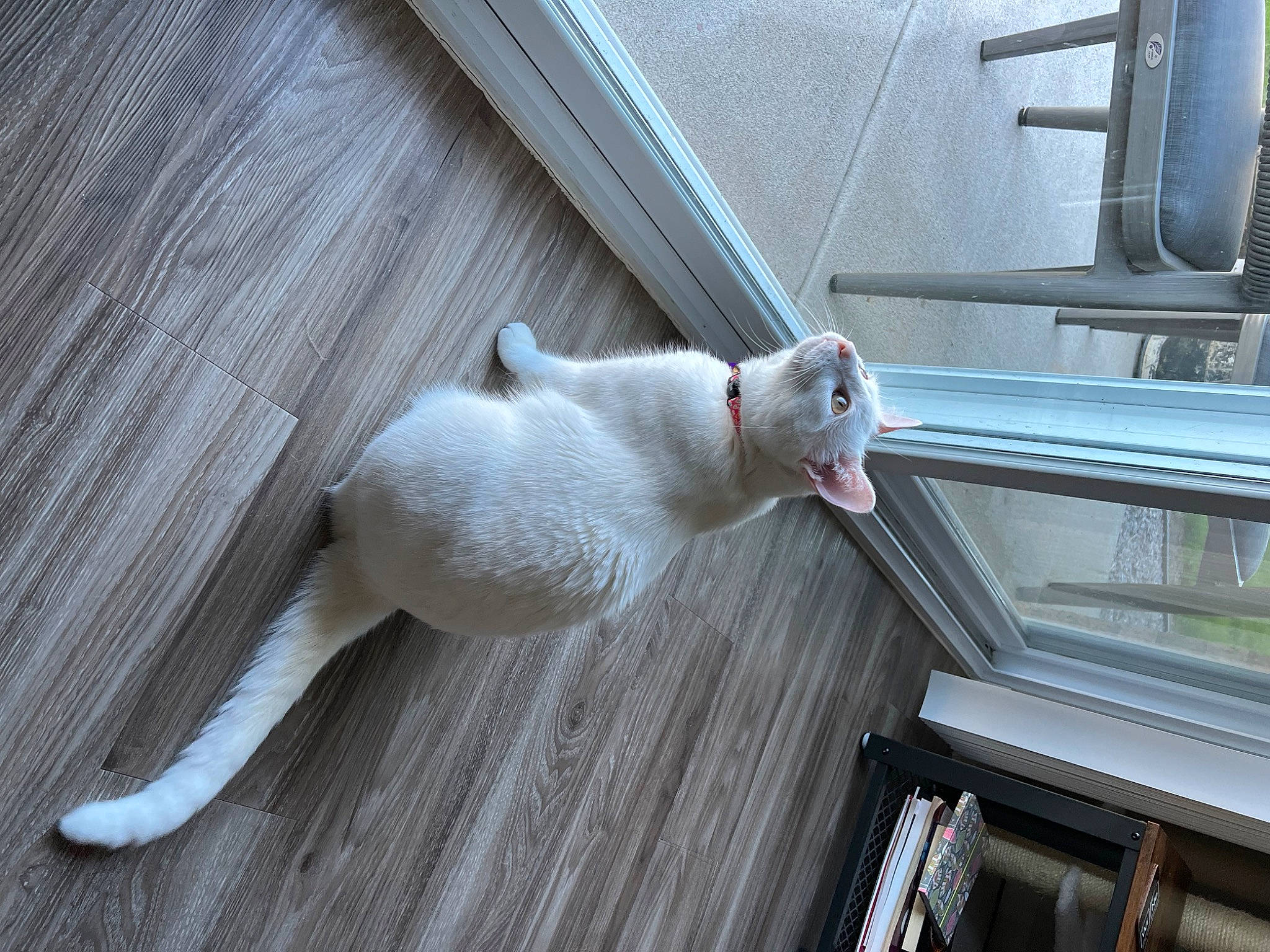 Luna is registered to the contest to win money with this photo: canidae, carnivore, comfort, companion_dog, composite_material, daylighting, dog_breed, felidae, flooring, fur, grey, hardwood, line, metal, small_to_medium_sized_cats, sporting_group, tail, terrestrial_animal, whiskers, wood