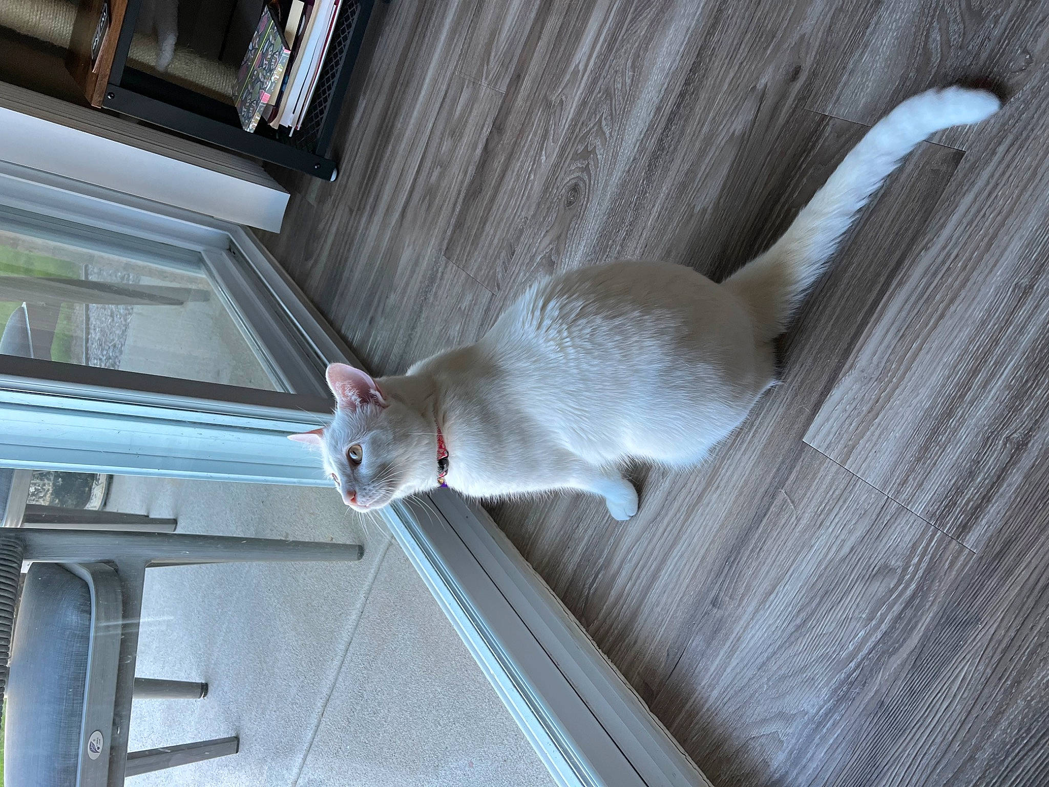 Luna is registered to the contest to win money with this photo: carnivore, cat, comfort, composite_material, daylighting, domestic_short_haired_cat, fawn, felidae, floor, flooring, fur, glass, grey, hardwood, room, small_to_medium_sized_cats, snout, tail, whiskers, wood
