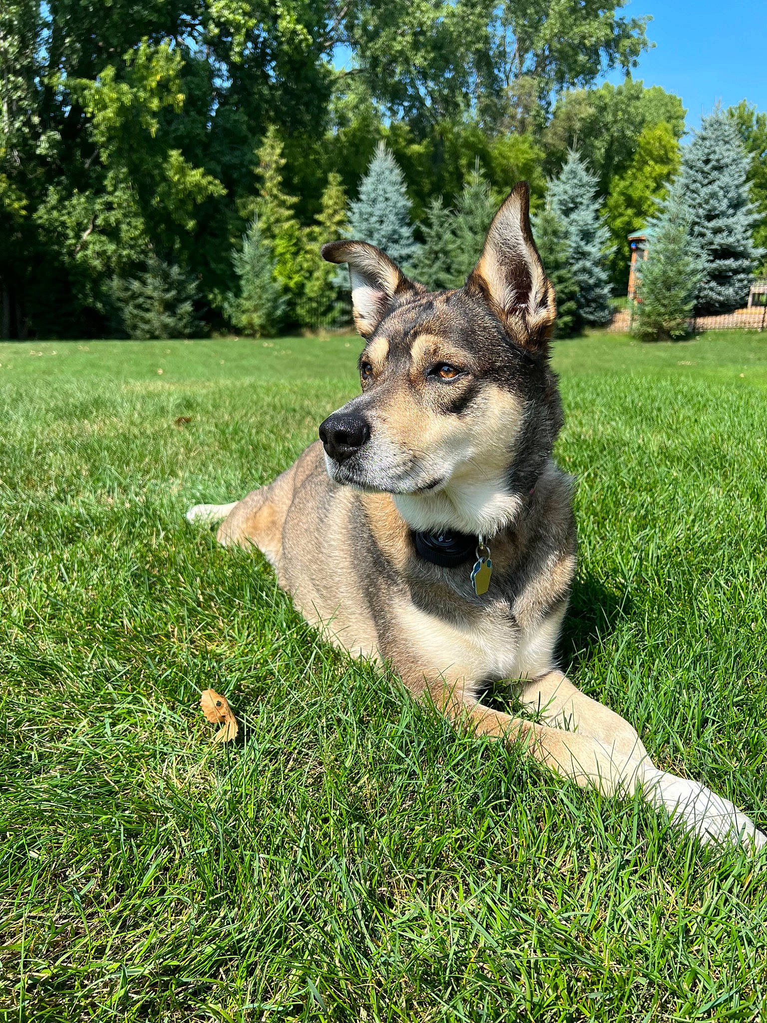 Thea joined the competition — help win amazing prizes! ancient_dog_breeds, canidae, canis, carnivore, companion_dog, dog, dog_breed, east_european_shepherd, grass, groundcover, herding_dog, plant, sky, sporting_group, terrestrial_animal, tree, working_animal, working_dog