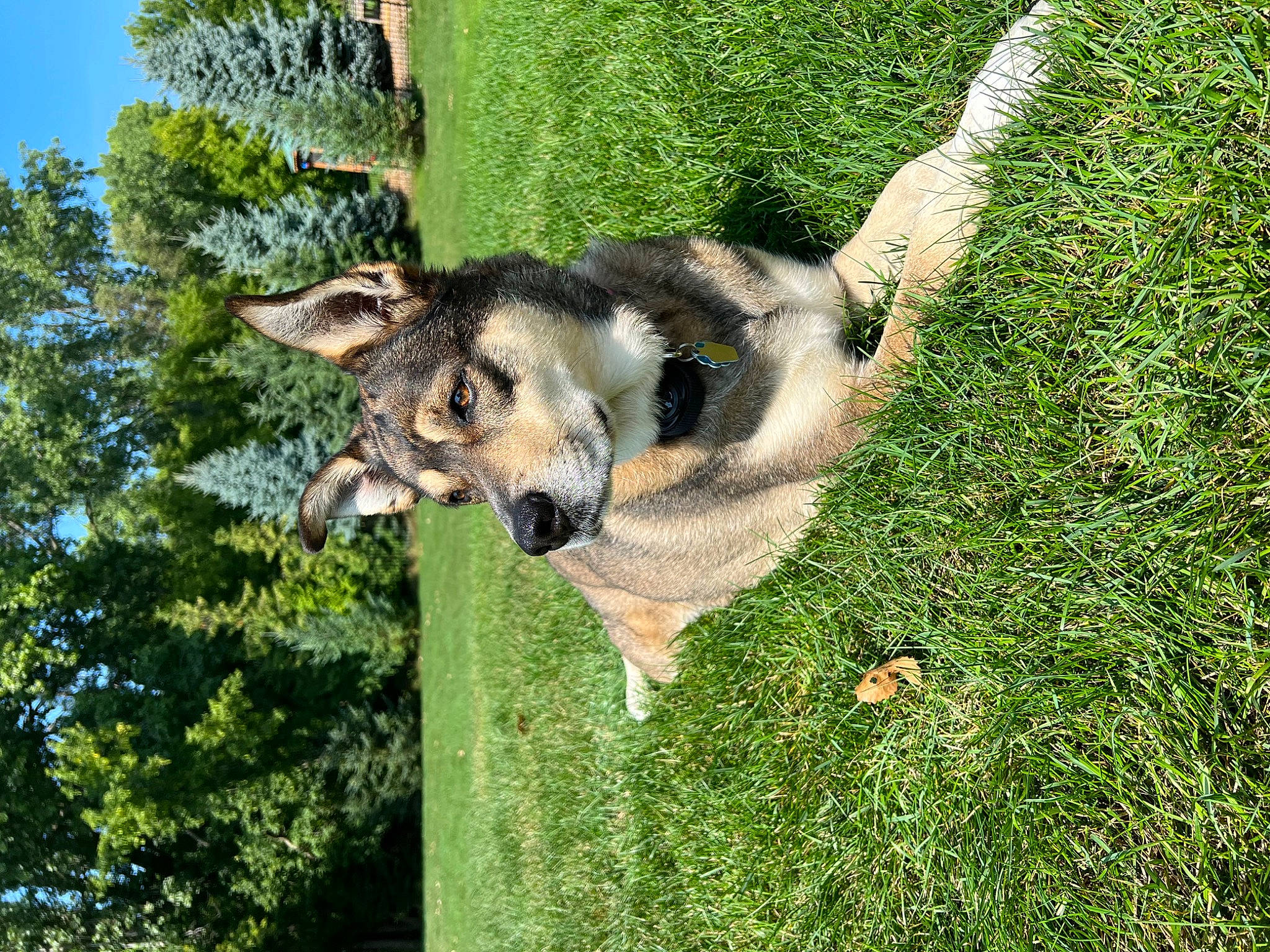 Thea joined the competition — help win amazing prizes! art, canidae, canis, carnivore, companion_dog, dog, dog_breed, east_european_shepherd, fawn, grass, groundcover, plant, sky, snout, sporting_group, tail, tree, wolf, working_animal, working_dog