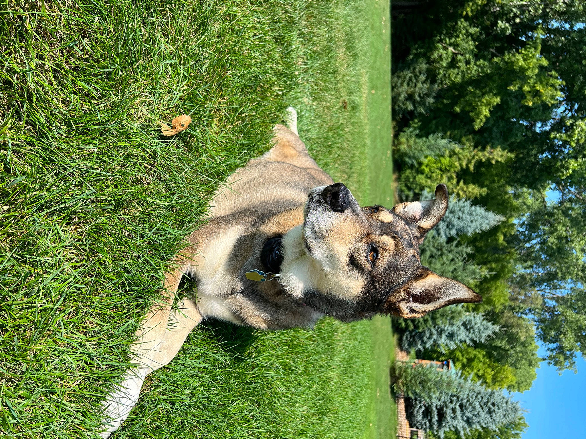 Thea joined the competition — help win amazing prizes! biting, canidae, carnivore, dog_breed, fawn, german_shepherd_dog, grass, groundcover, marsupial, old_german_shepherd_dog, plant, sky, snout, sporting_group, tail, terrestrial_animal, tree, trunk, wildlife, working_animal